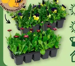 Aldi Nord Gardenline Frühlingsmix Angebot