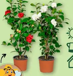 Aldi Nord Gardenline Kamelie Angebot