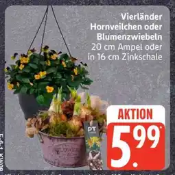 Edeka Vierländer Hornveilchen oder Blumenzwiebeln Angebot