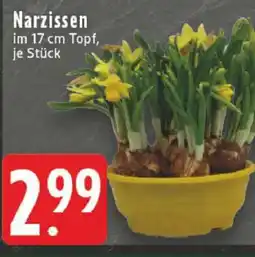 Edeka Narzissen im 17 cm Topf Angebot