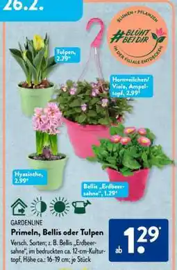 Aldi Süd Primeln, Bellis oder Tulpen Angebot