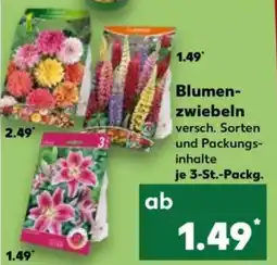 Kaufland Blumenzwiebeln Angebot