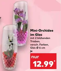 Kaufland Mini-Orchidee im Glas Angebot