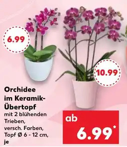 Kaufland Orchidee im Keramik- Übertopf Angebot