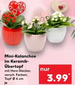 Kaufland Mini-Kalanchoe im Keramik- Übertopf Angebot