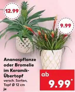 Kaufland Ananaspflanze oder Bromelie im Keramik Übertopf Angebot