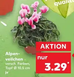 Kaufland Alpenveilchen Angebot