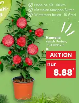 Kaufland Kamelie Angebot