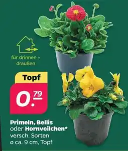 NETTO Primeln, Bellis oder Hornveilchen Angebot