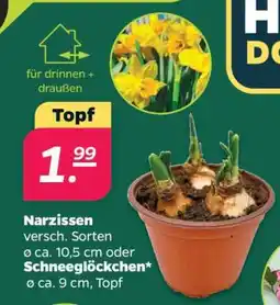 NETTO Narzissen Angebot