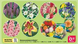NETTO Blumenzwiebeln Frühjahr Angebot