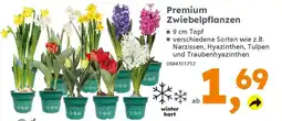 Globus Baumarkt Premium Zwiebelpflanzen Angebot
