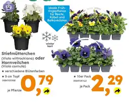 Globus Baumarkt Stiefmütterchen (Viola wittrockiana) oder Hornveilchen (Viola cornuta) Angebot