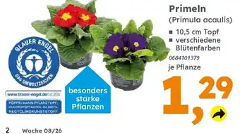 Globus Baumarkt Primeln (Primula acaulis) Angebot