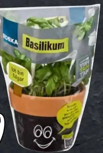 Edeka Basilikum Angebot