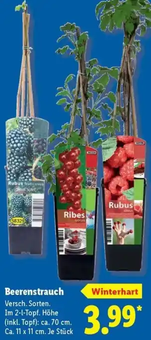 Lidl Beerenstrauch Angebot