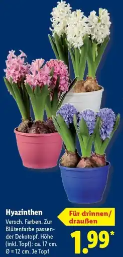 Lidl Hyazinthen Angebot
