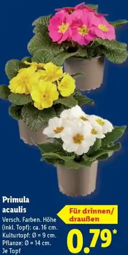 Lidl Primula acaulis Angebot