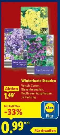 Lidl Winterharte Stauden Angebot