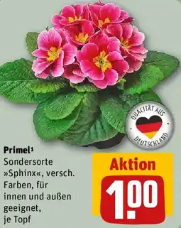 REWE Primel Angebot