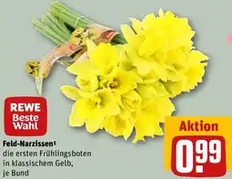 REWE Feld-Narzissen Angebot