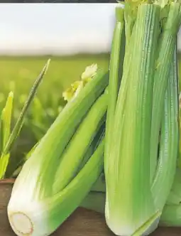 E-Center Bio-Staudensellerie Angebot