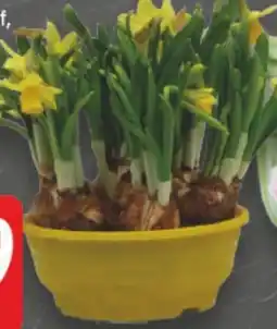 E-Center Edeka Herzstücke Narzissen Angebot