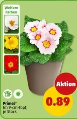 PENNY Primel Angebot