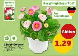 PENNY Gänseblümchen Angebot