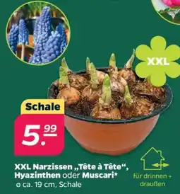 NETTO XXL Narzissen „Tête à Tête“, Hyazinthen oder Muscari Angebot