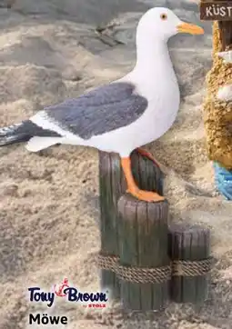 Stolz Tony Brown by STOLZ Möwe Angebot