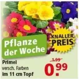 Multi Markt Primel Angebot
