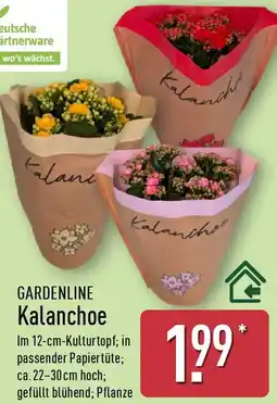 Aldi Nord GARDENLINE Kalanchoe Angebot