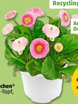 PENNY Gänseblümchen Angebot