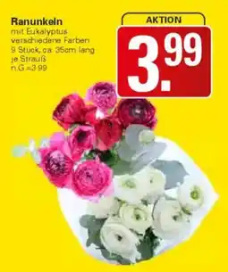 WEZ Ranunkeln Angebot