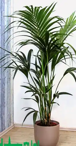 Hagebau Kentiapalme Howea Fosteriana Angebot