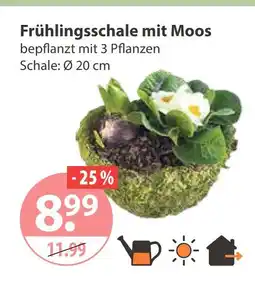 V Markt Frühlingsschale mit moos Angebot