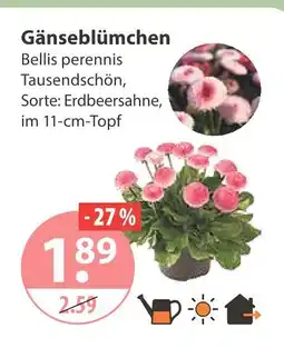V Markt Gänseblümchen Angebot