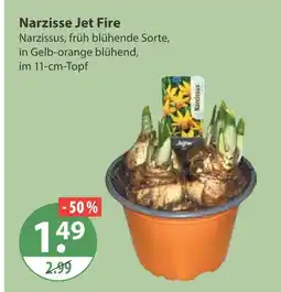 V Markt Narzisse jet fire Angebot