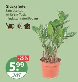 V Markt Glücksfeder Angebot