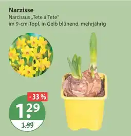 V Markt Narzisse Angebot