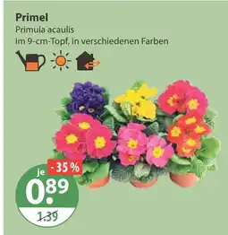 V Markt Primel Angebot