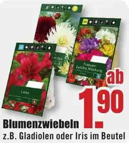 B1 Discount Baumarkt Blumenzwiebeln Angebot