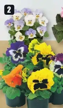 B1 Discount Baumarkt PrimelnO Primeln 9 cm Topf Angebot