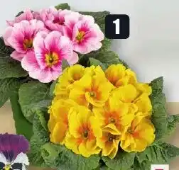 B1 Discount Baumarkt Hornveilchen/Stiefmütterchen 9 cm Topf Angebot