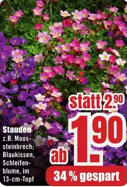 B1 Discount Baumarkt Stauden Angebot