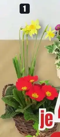 B1 Discount Baumarkt Weidenkorb mit 3 Pflanzen Angebot