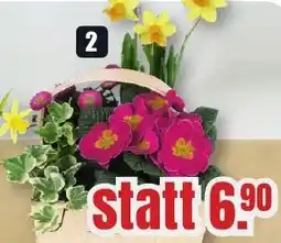 B1 Discount Baumarkt Spankorb mit 4 Pflanzen Angebot
