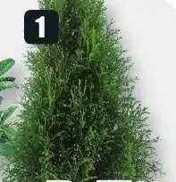 B1 Discount Baumarkt Immer grune grüne Hecken pflanzen 19 cm Topf Angebot