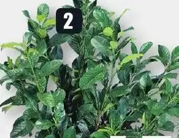 B1 Discount Baumarkt Immer grüne Hecken pflanzen 23 cm Topf Angebot